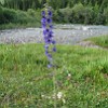 The larkspur 'Delphinium confusum' lives in the mountains of Kyrgyzstan and Uzbekistan and it's there an important medical plant. A decoction of this plant was traditionally used to treat intestinal disorders, to increase muscle tone, and as antiparasitic treatment for cows.